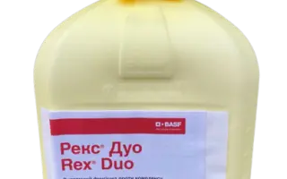 РЕКС ДУО