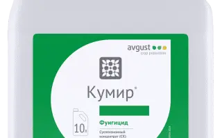 КУМИР