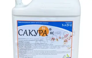 Сакура