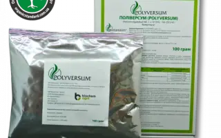 Поліверсум