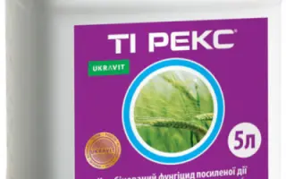 ТИ РЕКС, КЕ