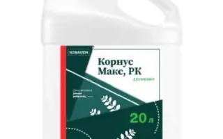 Корнус Макс