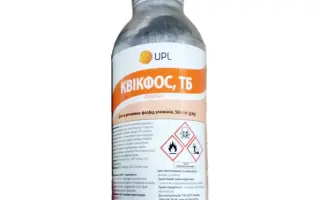 КВІКФОС , ТБ