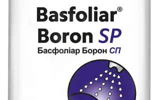 Басфоліар Борон СП
