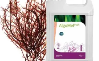 АЛГОМЕЛЬ ПУШ