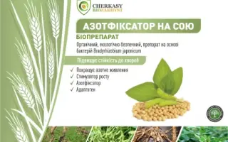 Азотфіксатор на сою