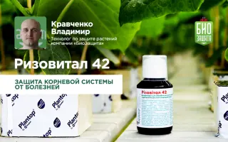 Різовітал 42