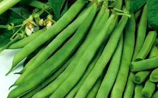 Садгорянка