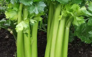 Красиловский / Красилівська