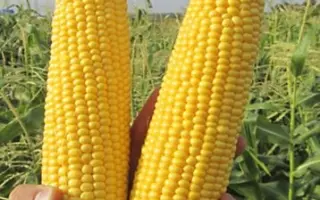 GSS 5022 F1 / ГСС 5022 F1