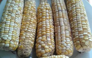 ZHY1253OZ / ЖИ1253ОЗ