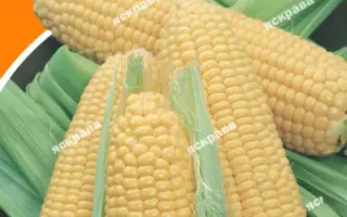 ZUY2835OL / ЗУІ2835ОЛ