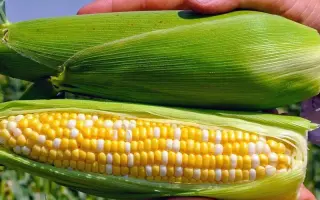 PASSION / ПАССІОН