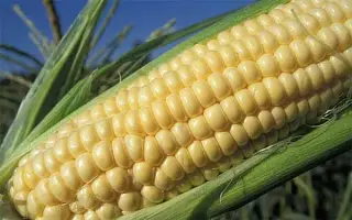 Starshine F1 / Старшайн F1