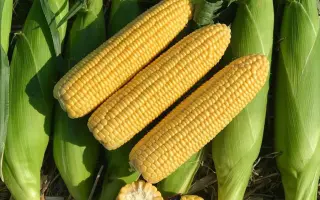 SC1263R / СЦ1263Р