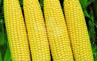 Slovjnka / Слов'янка