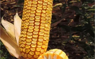 CS Luxuri / КС Луксурі