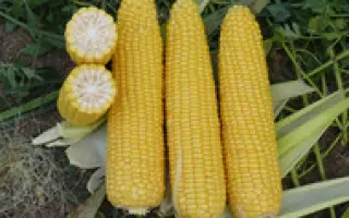 AGIRAXX / АЖІРАККС