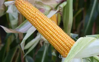 ALENARO / АЛЕНАРО