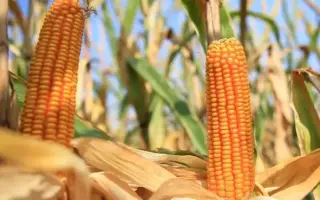 Albireo / Альбірео