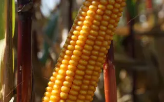 Amello / Амелло