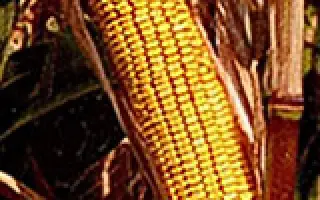 Apollon / Аполлон