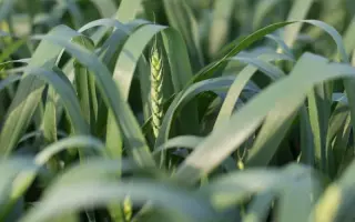 Arabella / Арабелла