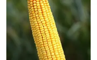 Artenyo / Артеніо