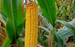 BADIANE / БАДІАН