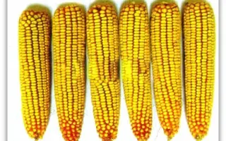 Башкіровець