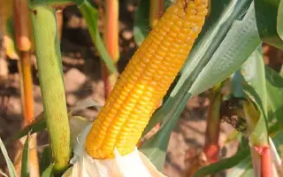 BELAMI / БЕЛАМІ