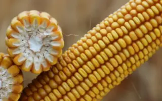 BIGBEAT / БІГБІТ