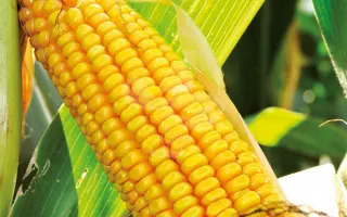 Bonfire / Бонфаєр