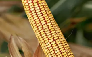 Bc 418 B / Бц 418 Б