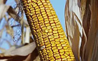 Valeta / Валета