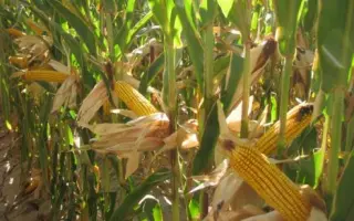 VASILI / ВАСИЛЬ