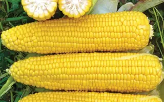 Winterstone / Вінтерстоун