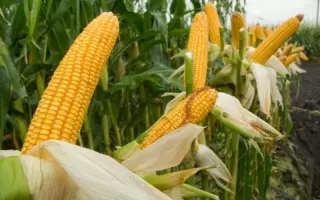 HERMEEN / ГЕРМІН