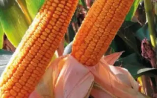 Glumanda / Глуманда