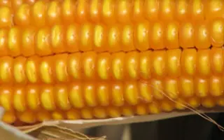 Голосіївський 260 СВ