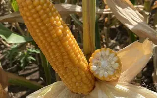 Grigri CS / Грігрі КС