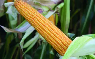 Danubio / Данубіо