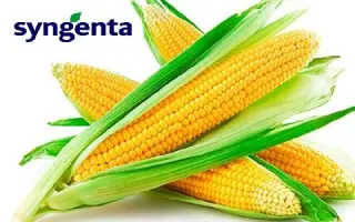 Delitop / Делітоп