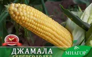 DZ Spalakh / ДЗ Спалах