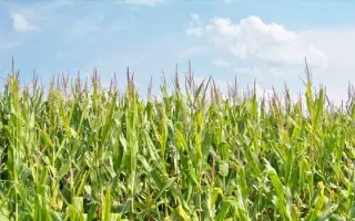 DKC 4490 / ДКС 4490