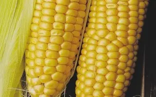 DKC3117 / ДКС3117