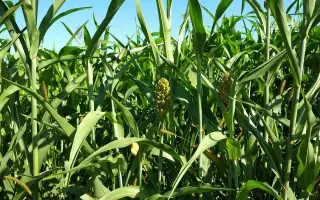 DKC3151 / ДКС3151