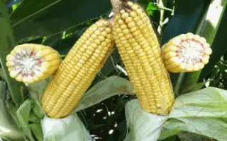 DKC3415 / ДКС3415