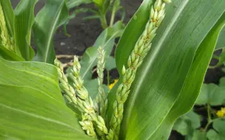 DKC3441 / ДКС3441