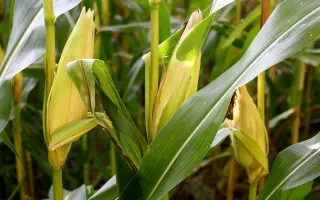 DKC3623 / ДКС3623